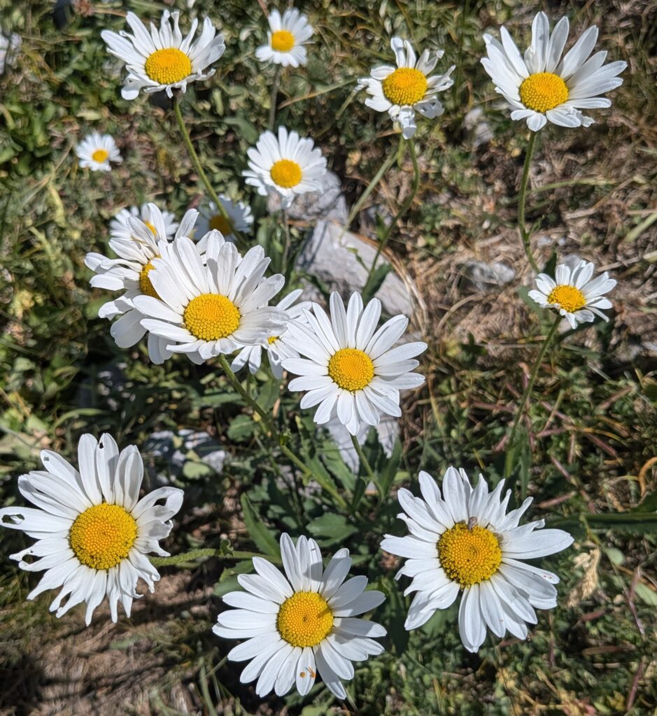 multiples fleurs