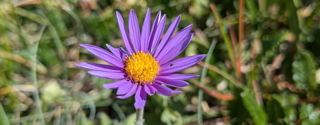 fleurs alpes