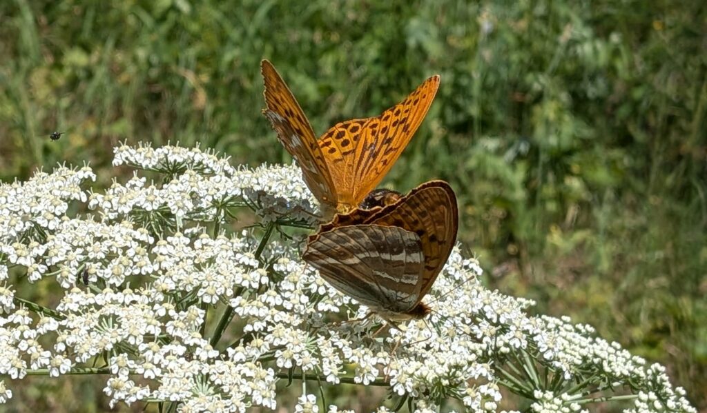 papillon tabac d'espagne