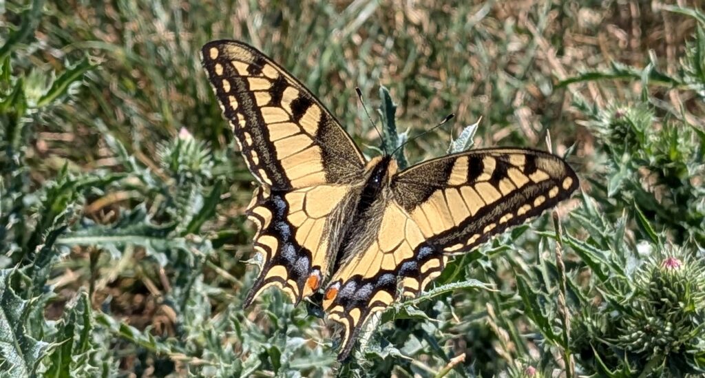 papillon monarque